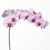 Phalaenopsis Shanghai X25