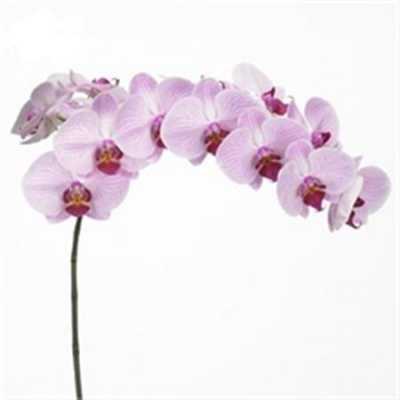 Phalaenopsis Shanghai X25