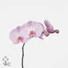 Phalaenopsis Tikal X45