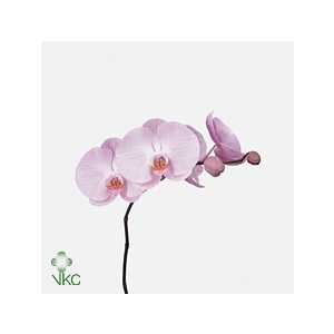 Phalaenopsis Tikal X45