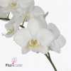 Phalaenopsis Venice Mini X40