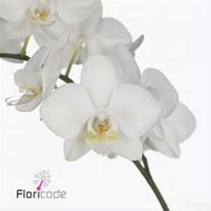 Phalaenopsis Venice Mini X40
