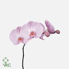 Phaleanopsis Tikal X25