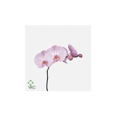 Phaleanopsis Tikal X25