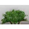 Philodendron Xanadu