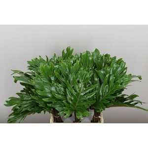 Philodendron Xanadu