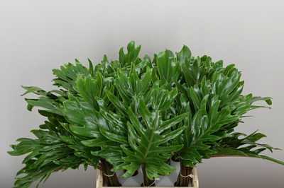 Philodendron Xanadu