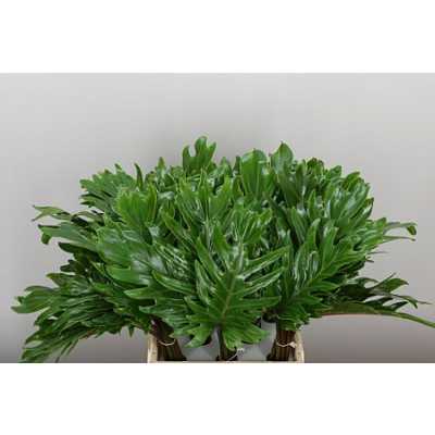 Philodendron Xanadu