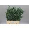 Phlebodium A Blue Star 50cm