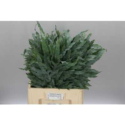 Phlebodium A Blue Star 50cm