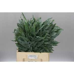 Phlebodium A Blue Star 65cm
