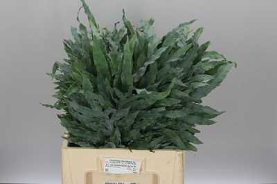 Phlebodium A Blue Star 65cm