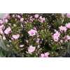 Phlox P Bright Eyes
