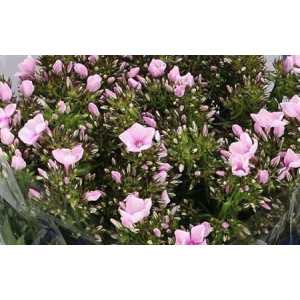 Phlox P Bright Eyes