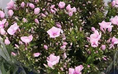 Phlox P Bright Eyes