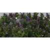 Phlox P Crissy