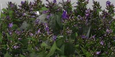 Phlox P Crissy