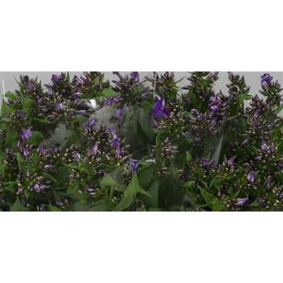 Phlox P Crissy