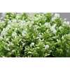 Phlox P Icecap
