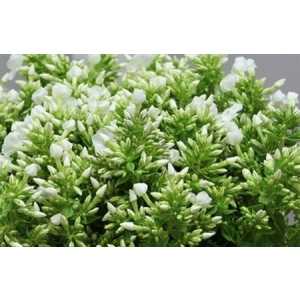 Phlox P Icecap