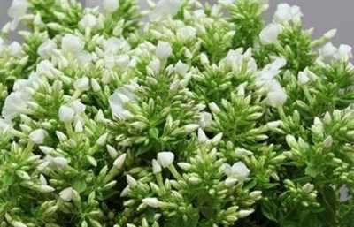 Phlox P Icecap