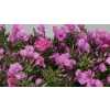 Phlox P Lollipink