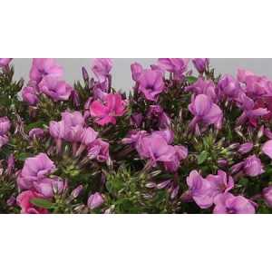 Phlox P Lollipink
