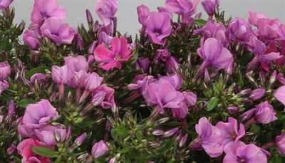 Phlox P Lollipink