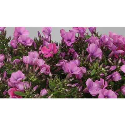 Phlox P Lollipink