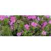 Phlox P Mika