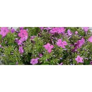 Phlox P Mika