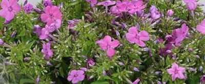Phlox P Mika