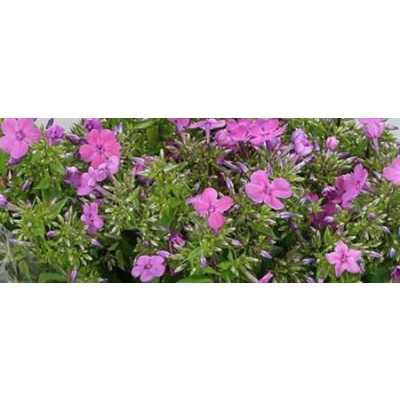Phlox P Mika