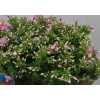 Phlox P Senora