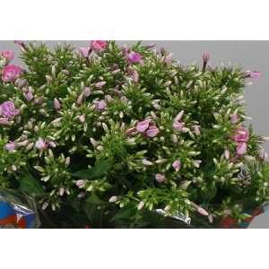 Phlox P Senora