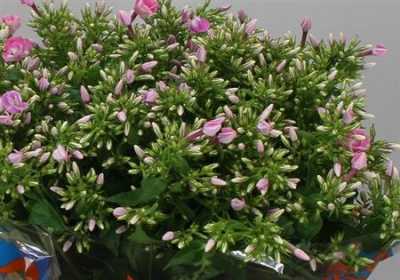 Phlox P Senora