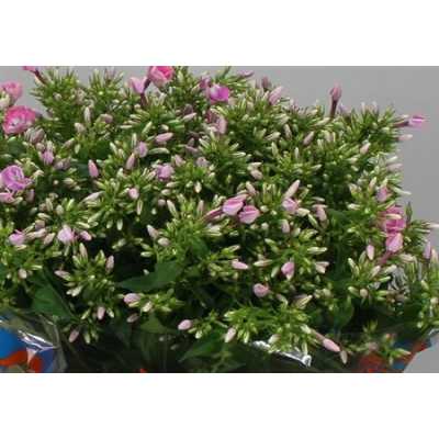 Phlox P Senora