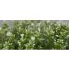 Phlox P Snowy