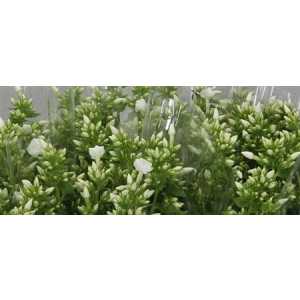 Phlox P Snowy