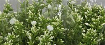 Phlox P Snowy