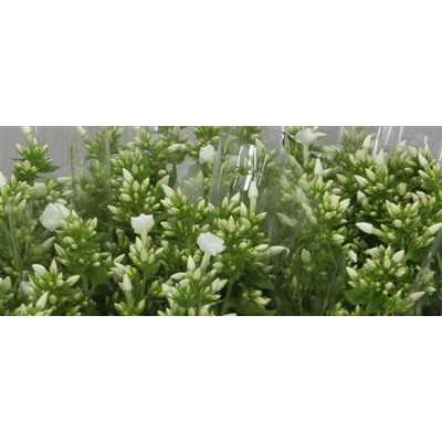 Phlox P Snowy