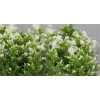Phlox P Snowy