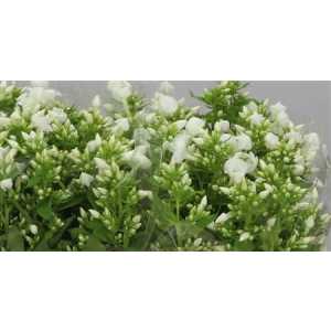 Phlox P Snowy