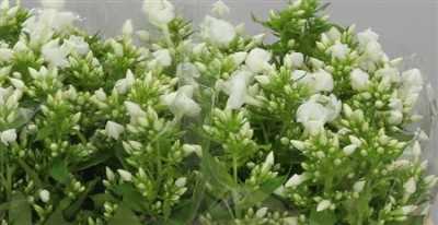 Phlox P Snowy