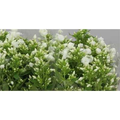 Phlox P Snowy