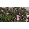 Phlox P Sweet Lexy Pink