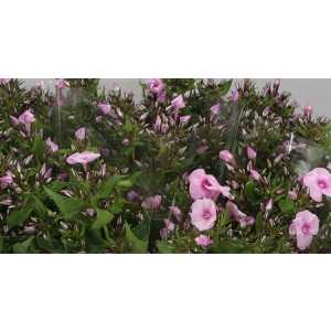 Phlox P Sweet Lexy Pink