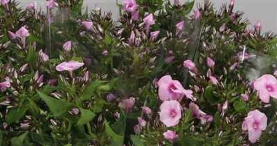Phlox P Sweet Lexy Pink