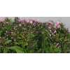 Phlox P Sweet Lexy Pink