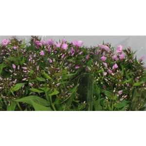 Phlox P Sweet Lexy Pink